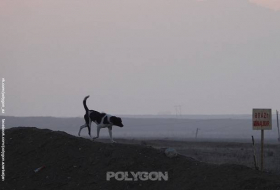 Армянские оккупанты использовали собак в качестве живых бомб – ФОТО/ЭКСКЛЮЗИВ
